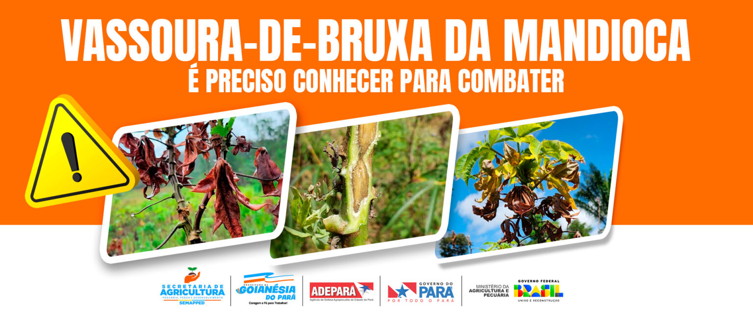 Prefeitura de Goianésia do Pará alerta para risco da Vassoura-de-Bruxa na cultura da mandioca